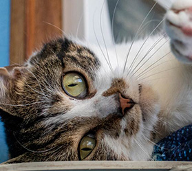 A light brown and white cat lays on its side looking at the camera