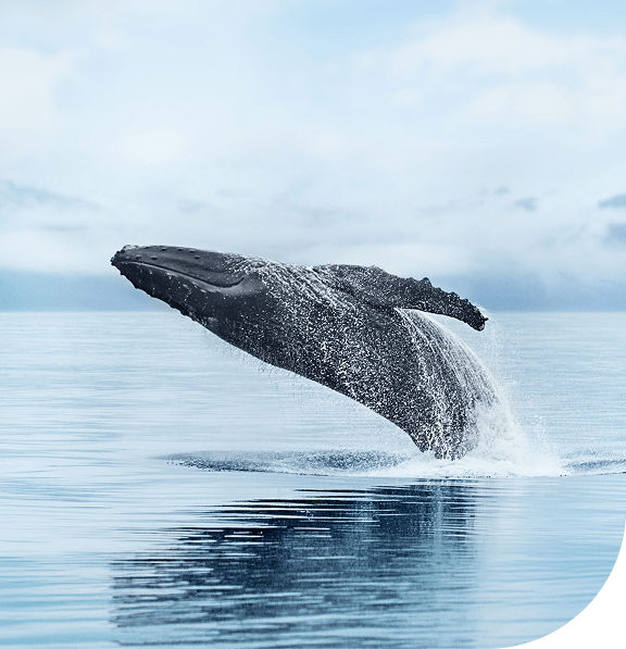 Whale in Alaska