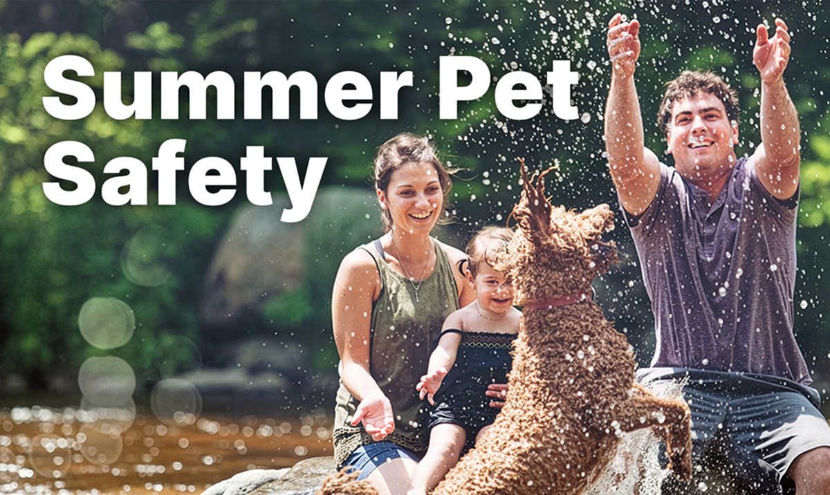 Summer Pet Safety