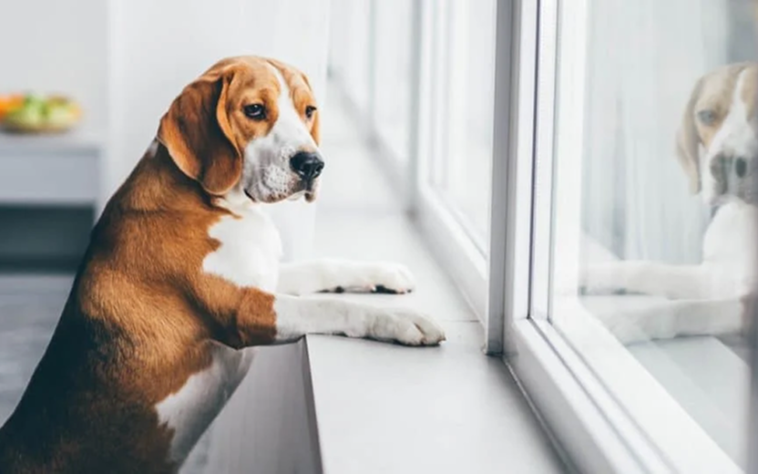 How Long Can You Leave a Dog Alone?