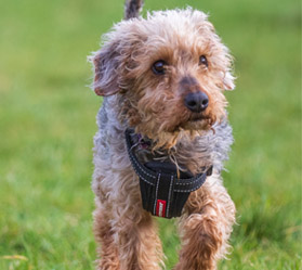 Light brown dog in a black harness walking on grass