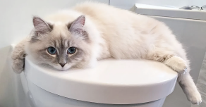 Cat laying on toilet