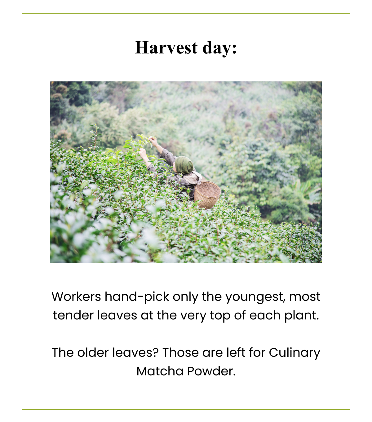 Harvest day: Workers hand-pick only the youngest, most tender leaves at the very top of each plant. The older leaves? Those