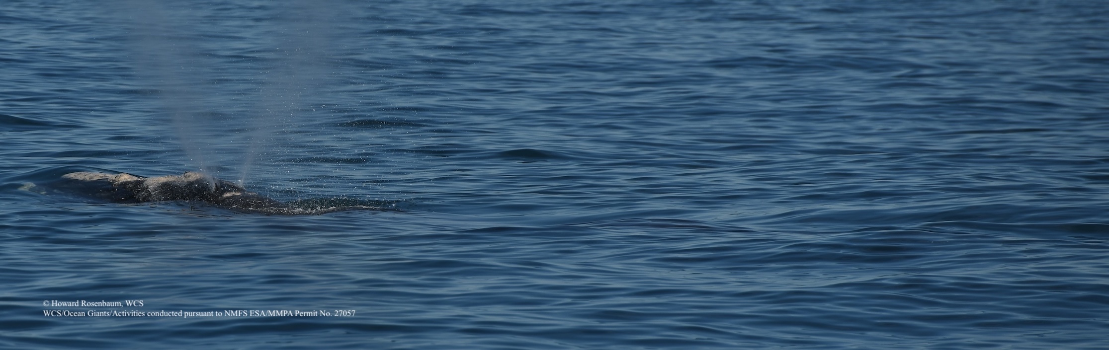 atlantic right whale