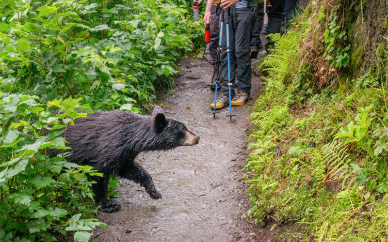A bear walks out of a bush of red berries in Kenai Fjords National Park, Alaska.