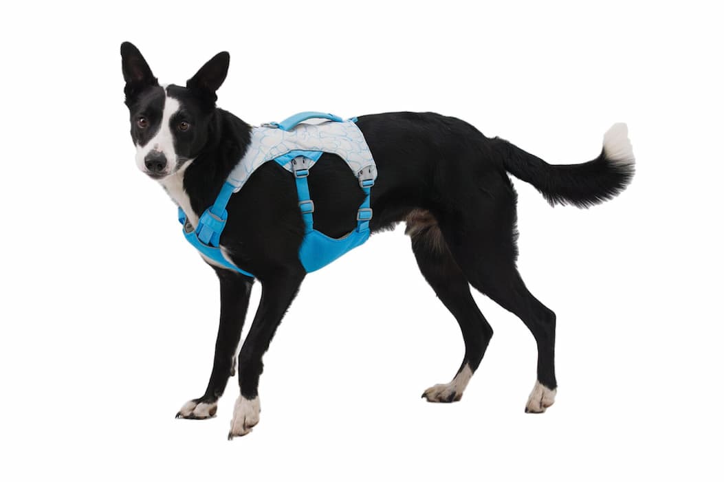 A dog wears the Swamp Cooler™ Harness