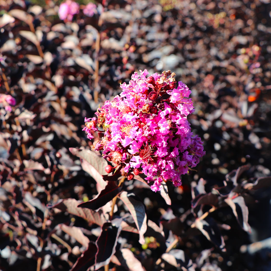 Image of Thunderstruck™ Lavender Skies™ Crape Myrtle Tree
