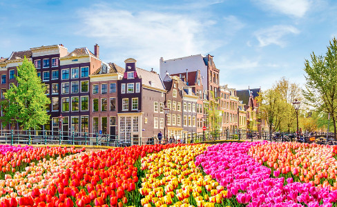 Buildings Rows Tulips Amsterdam