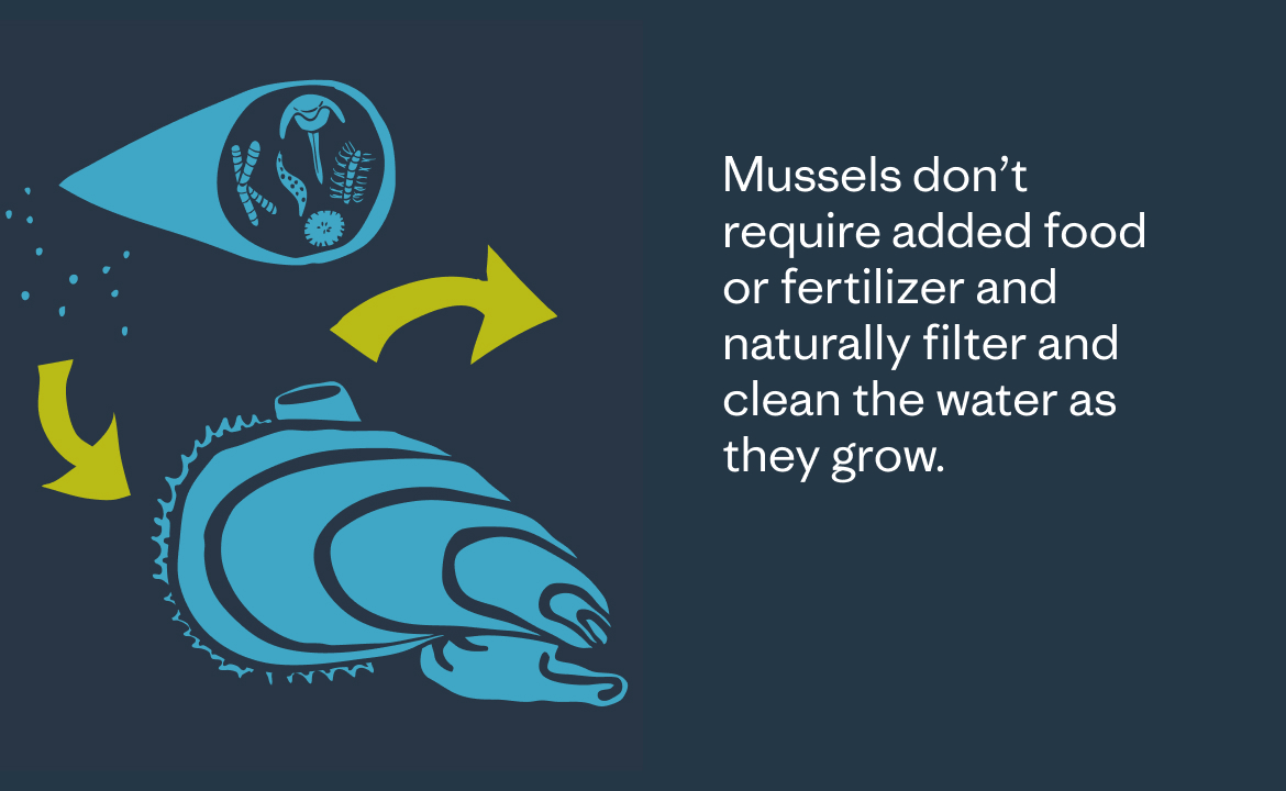 Mussels don't require added food or fertilizer and naturally filter water