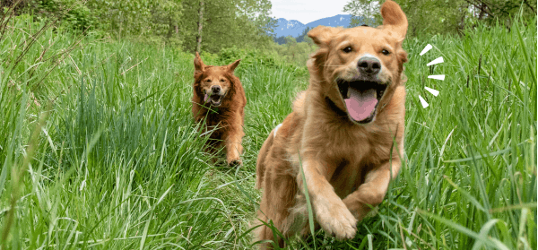 Dogs running through tall green grass