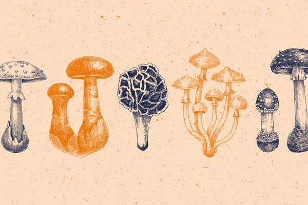 From toxic to tasty: UVA expert offers mushroom foraging tips