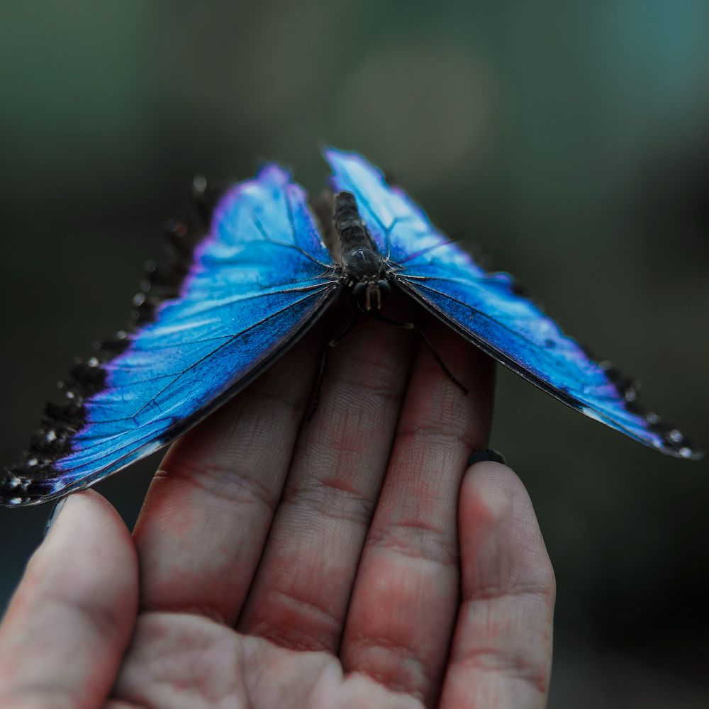 A large, bright blue butterfly sits on a person's outstretched fingers. 