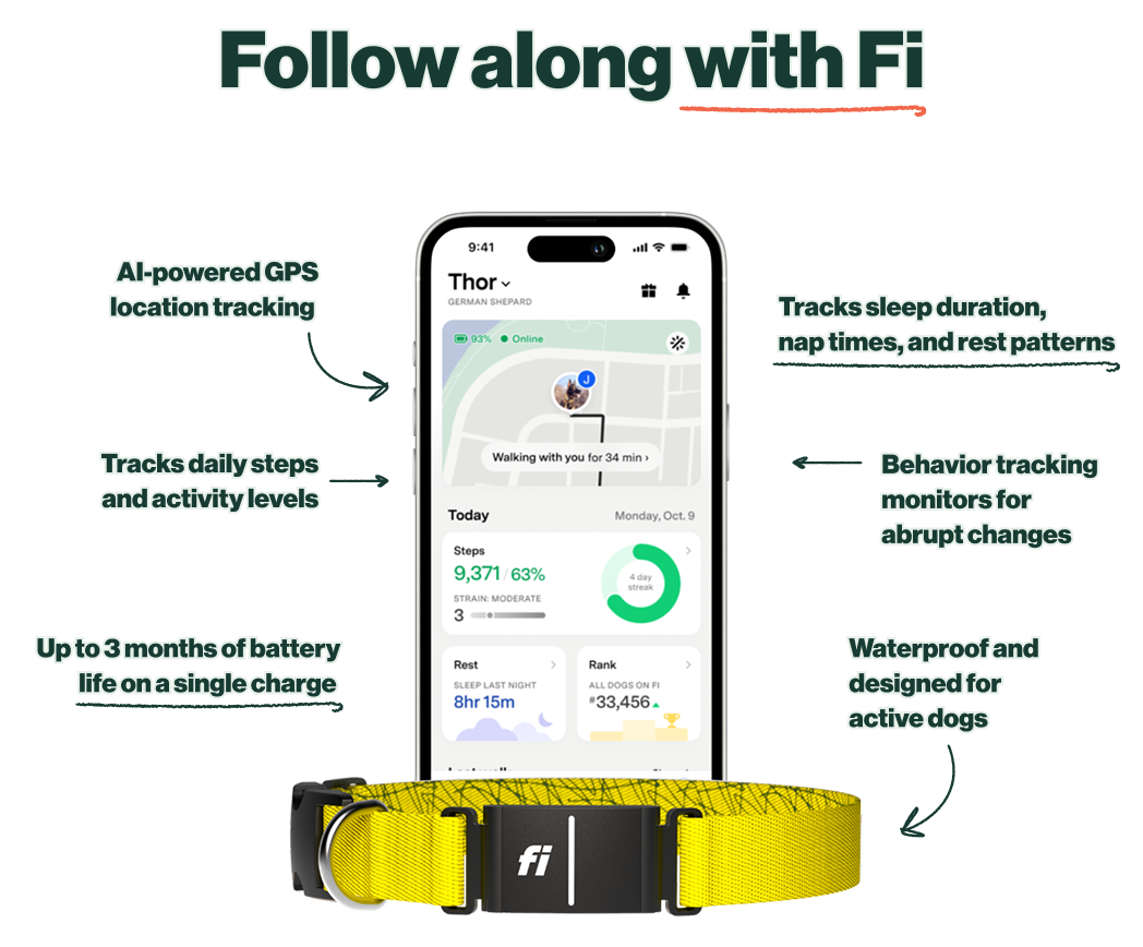Follow along with Fi: AI-powered GPS location tracking. Tracks daily steps and activity levels. Up to 3 months of battery life on a single charge. Tracks sleep duration, nap times, and rest patterns. Behavior tracking monitors for abrupt changes. Waterproof and designed for active dogs. 