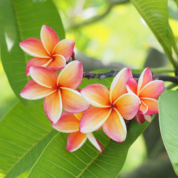 Image of Plumeria