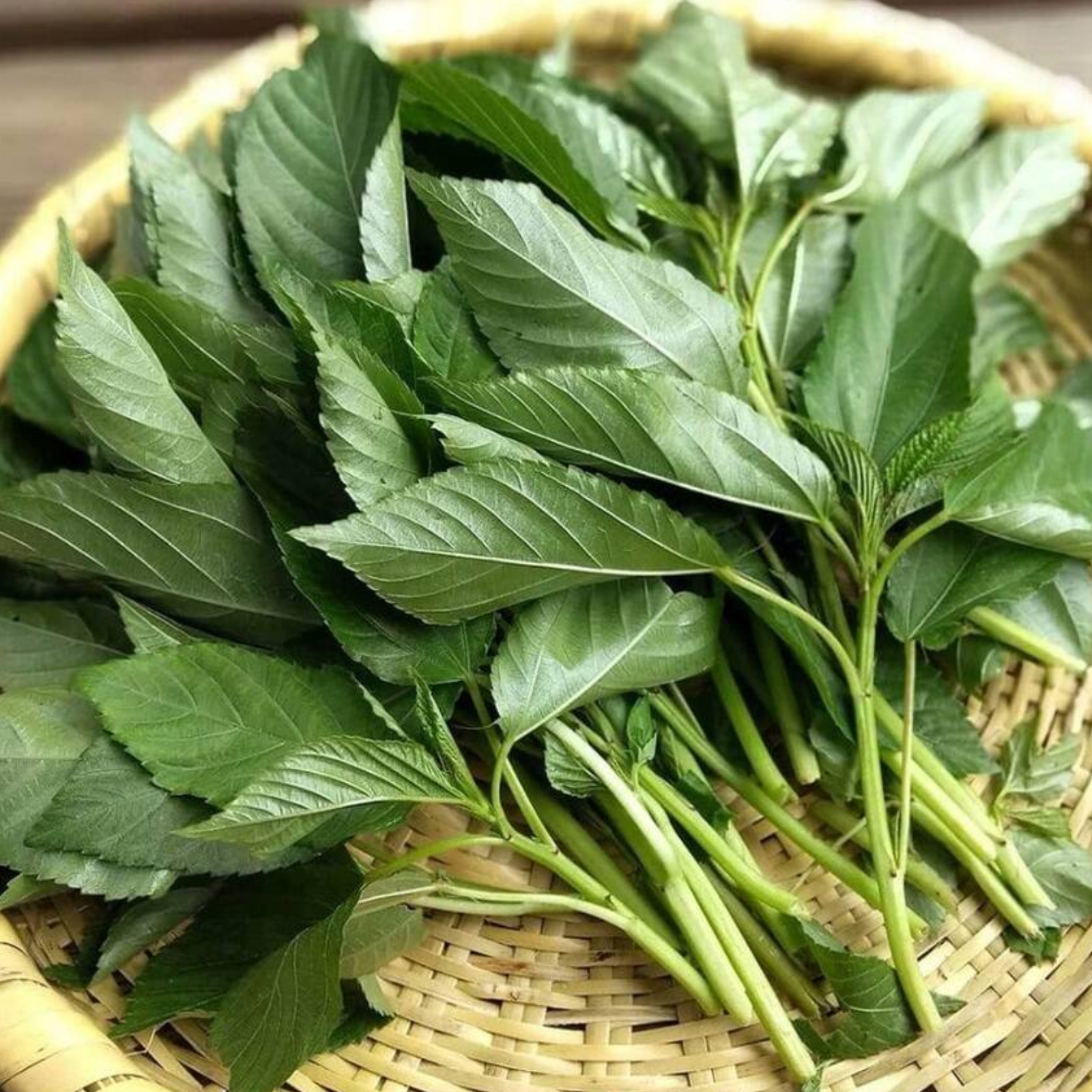 Image of 188 Pieces Egyptian Spinach Vegetable Herb Plants