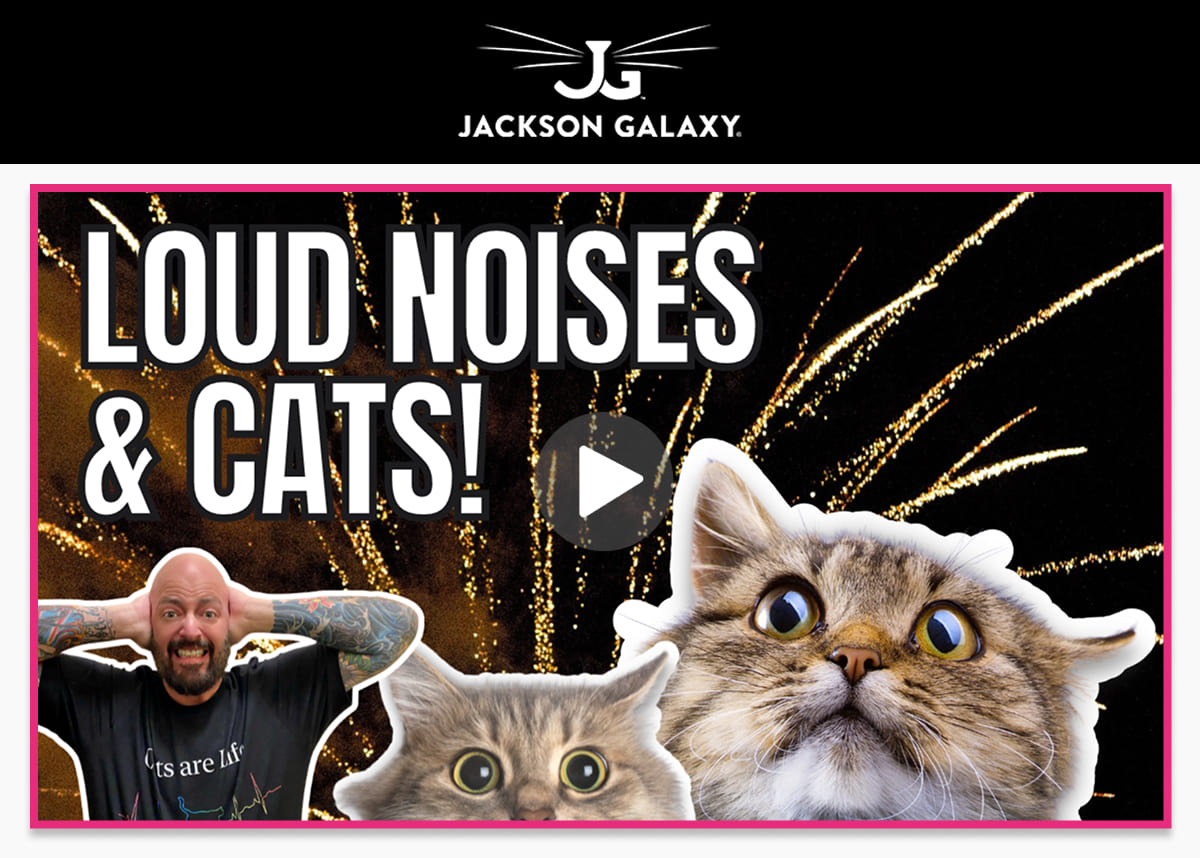 How To Help Cats Feel Safe During Fireworks