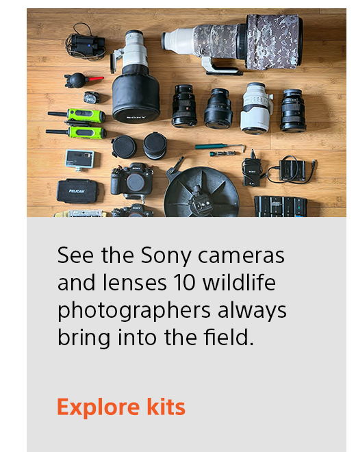 See the Sony cameras and lenses 10 wildlife photographers always bring into the field. Explore kits