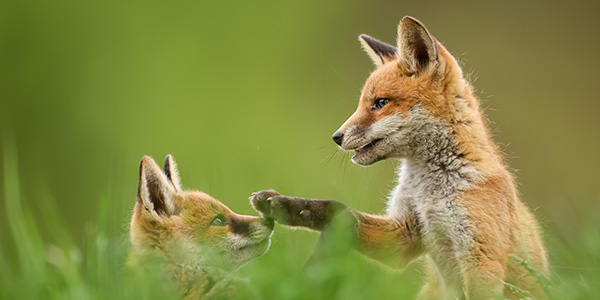 Two fox cubs play amongst high grass