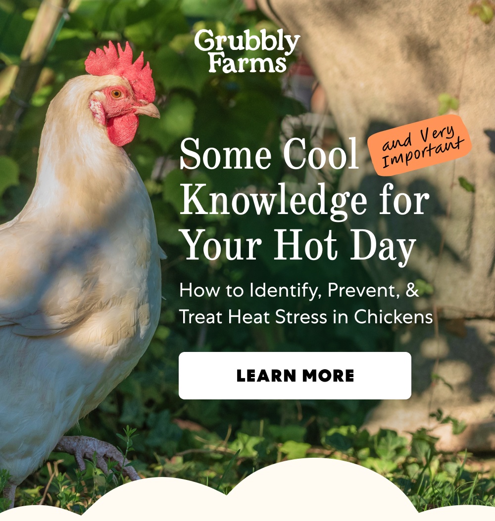 Some Cool Knowledge for Your Hot Day and Very Important How to Identify, Prevent, & Treat Heat Stress in Chickens Learn More