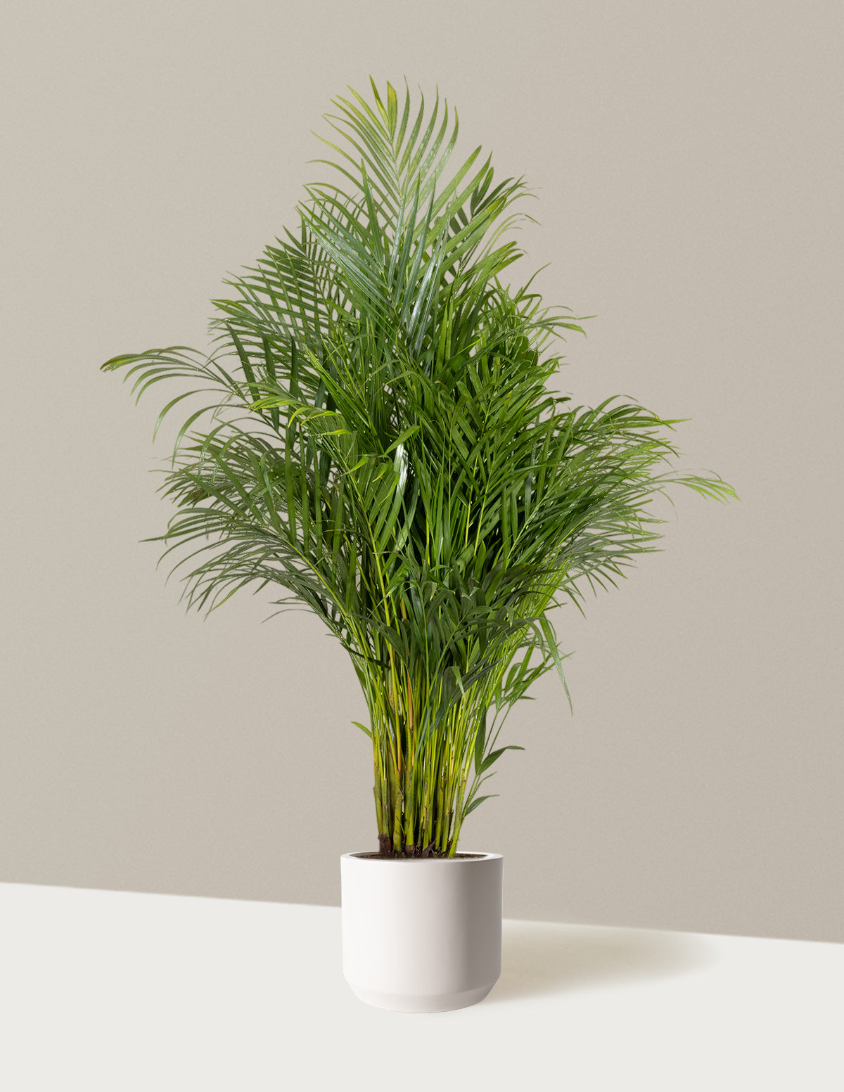 Image of Areca Purifying Palm