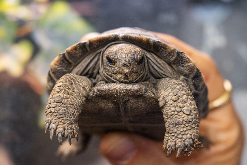 Galapagos tortoise