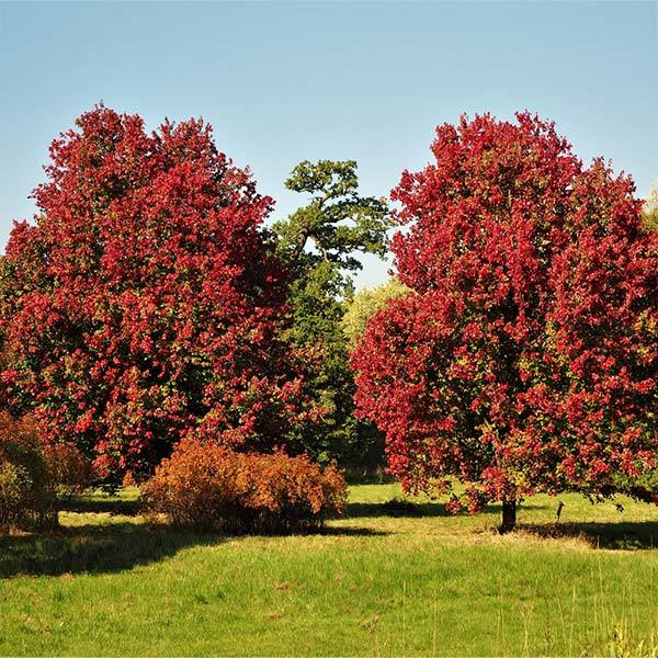 Image of October Glory Red Maple Tree