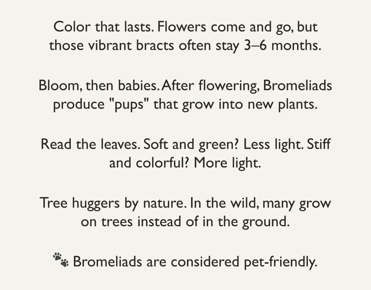 Color that lasts. Bloom, then pups. Read the leaves. Tree huggers by nature. Pet friendly.
