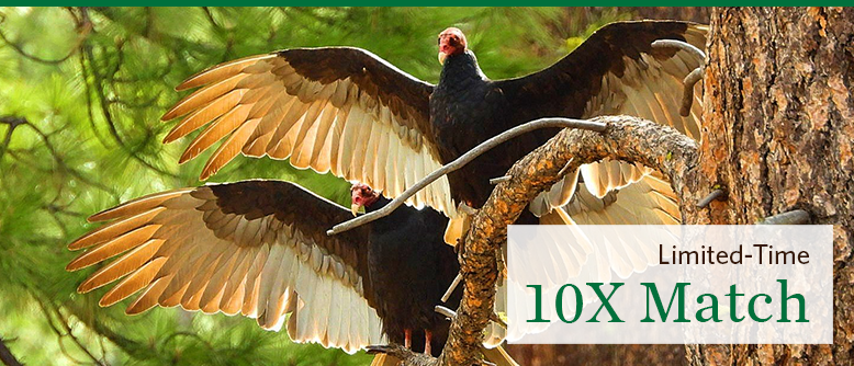 Vultures