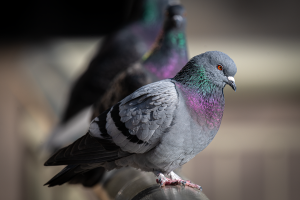 A pigeon standing on a guard rail with another pigeon standing further back that is blurred