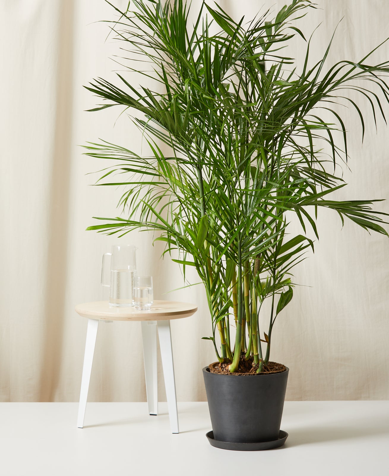 Image of Bamboo Palm