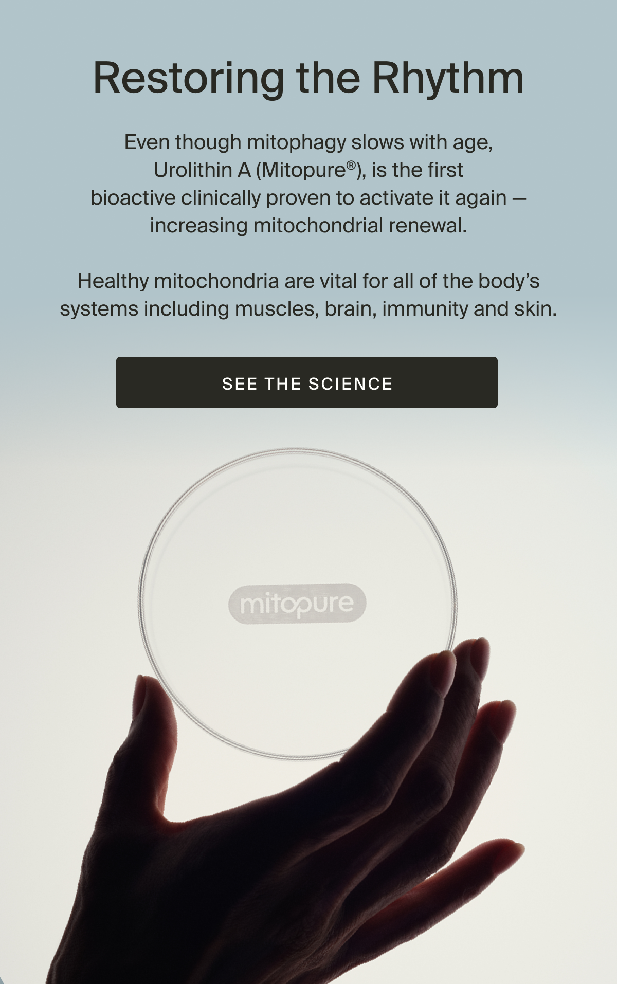 Even though mitophagy slows with age, Urolithin A (Mitopure®), is the first bioactive clinically proven to activate it again, increasing mitochondrial renewal.  Healthy mitochondria are vital for all of the body’s systems including muscles, brain, immune and skin. | See the Science