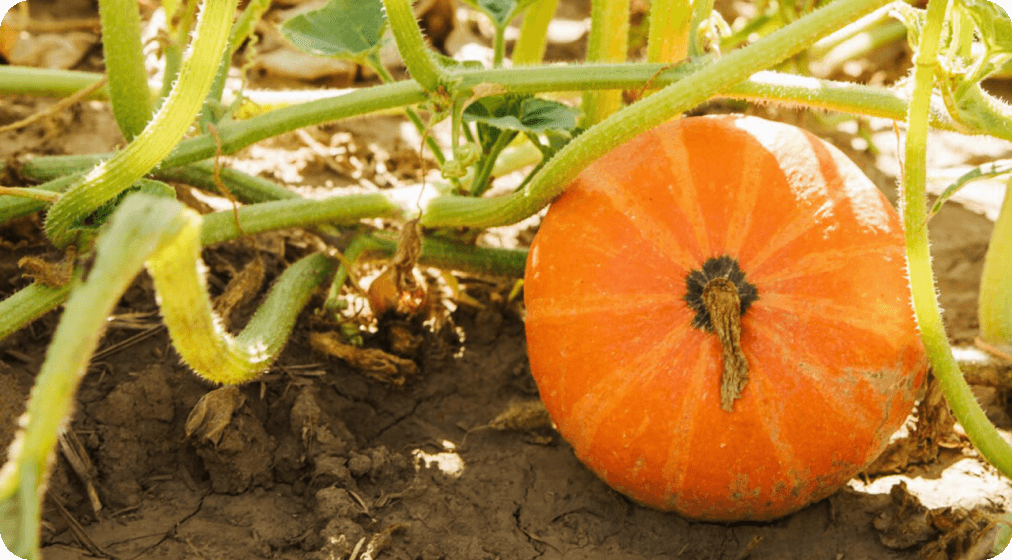 Close-up of a pumpkin on a farm surrounded by vines.
