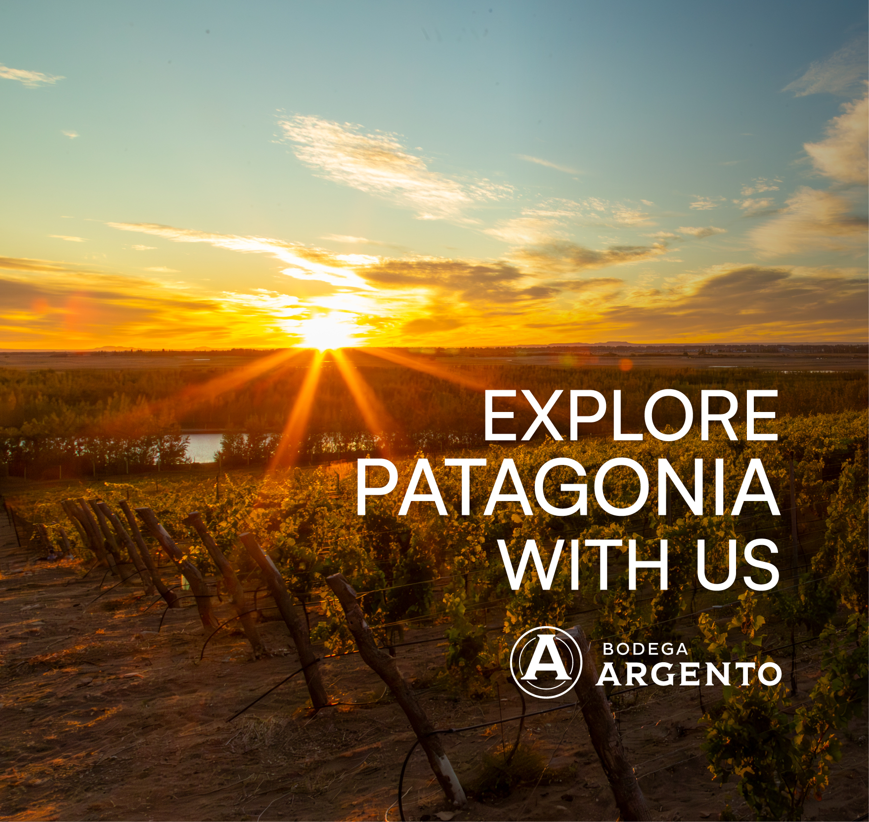 Bodega Argento