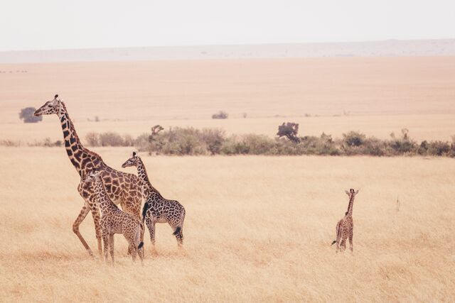 Spot giraffes on the Masai Mara National Reserve