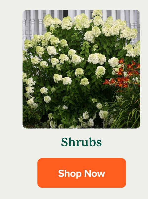 shrubs SHOP NOW>>