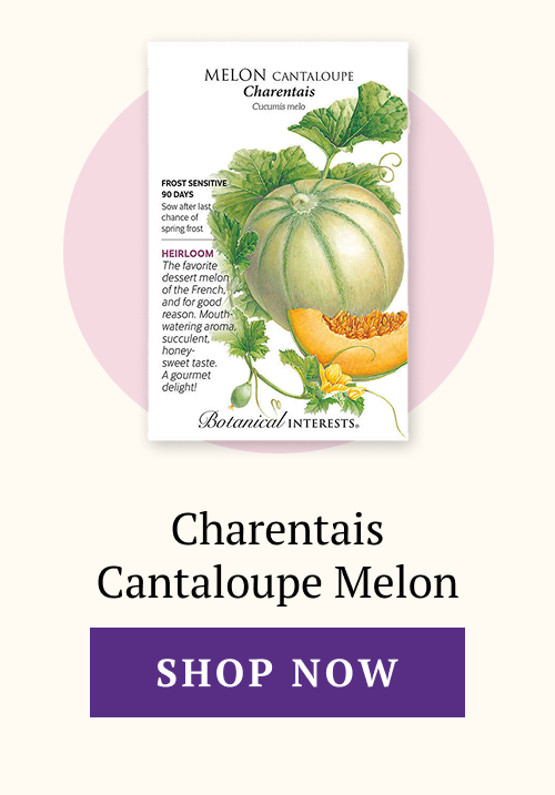Charentais Cantaloupe Melon Seeds