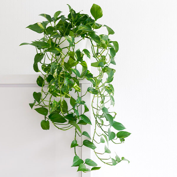 Image of Golden Pothos