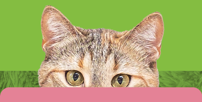 Cat peek