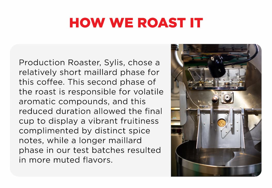 Production Roaster, Sylis, chose a relatively short maillard phase for this coffee. This second phase of the roast is responsible for volatile aromatic compounds, and this reduced duration allowed the final cup to display a vibrant fruitiness complimented by distinct spice notes, while a longer maillard phase in our test batches resulted in more muted flavors.
