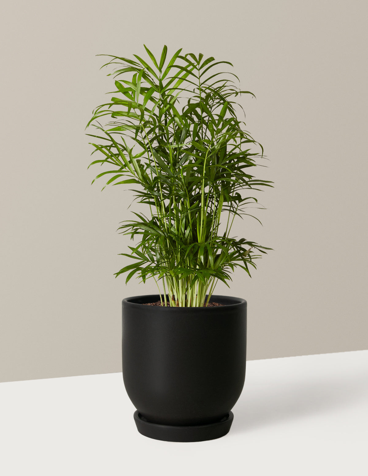 Image of Parlor Palm