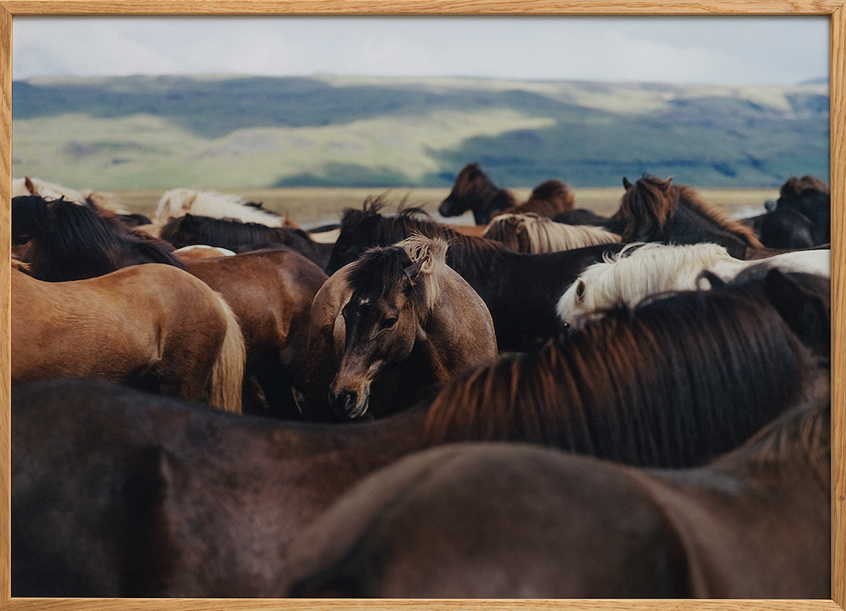 The Herd 02