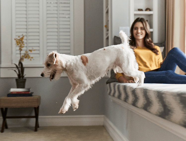 Dog Image