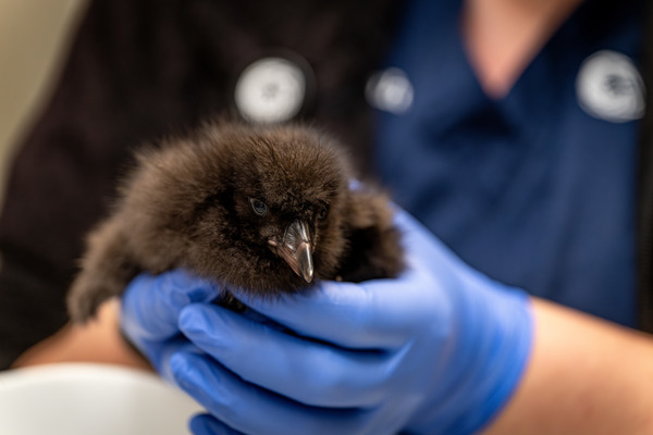 A fluffy black puffin chick is held up by a veterinarian wearing blue gloves