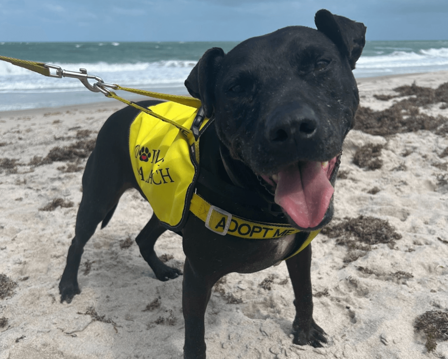 rescue-dogs-december-fresh-food-free