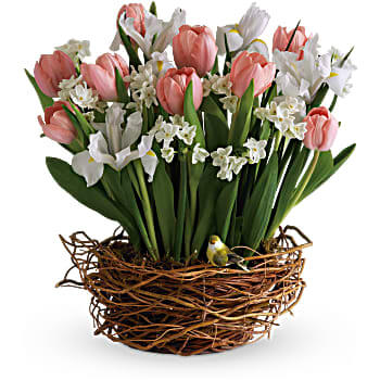 Tulip Song