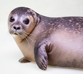 A young grey seal with spotted fur rests on their belly and looks directly at the camera.