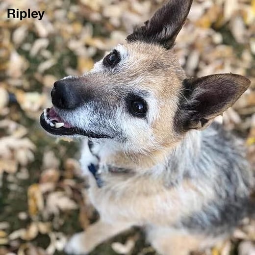 Ripley the dog memorial 