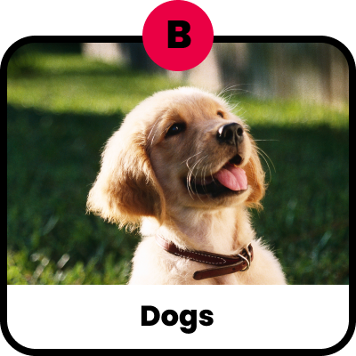 Dogs