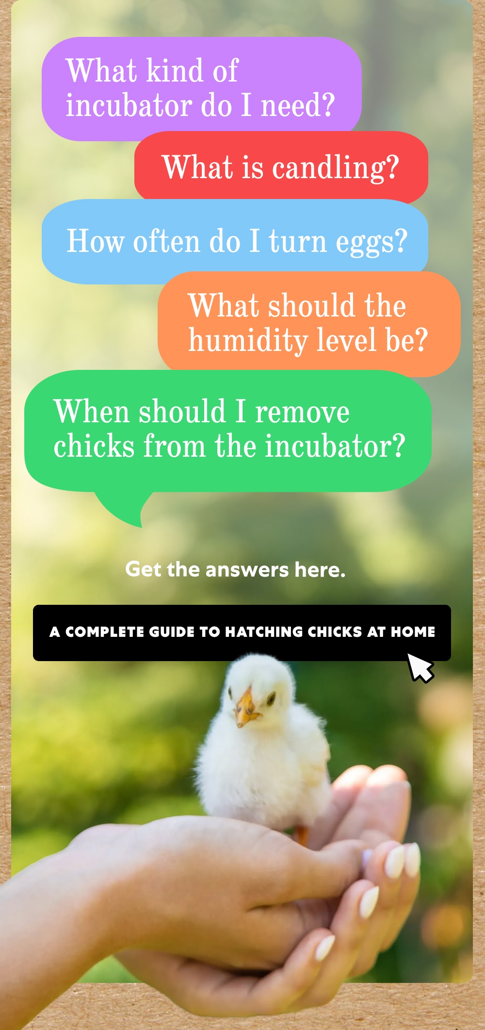 What kind of incubator do I need? What is candling? How often do I turn eggs? What should the humidity level be? When should I remove chicks from the incubator?  Get the answers here. 
