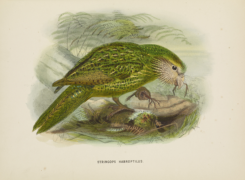 A watercolour of a kākāpō bird